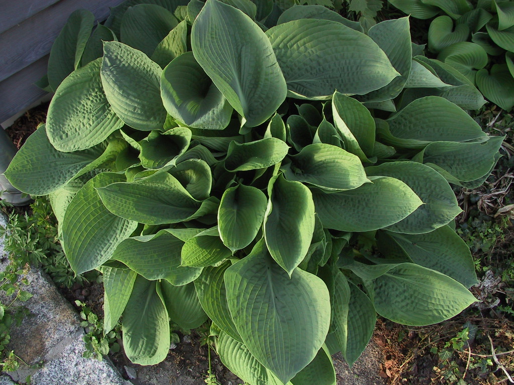 Hosta sieboldiana Elegans 02.jpg